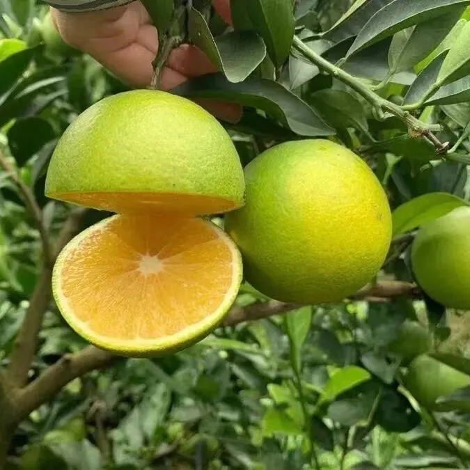 甜如冰糖！本地人抢着摘！尝一口，连梦都是甜甜的~云南独有，徒手捏爆汁！