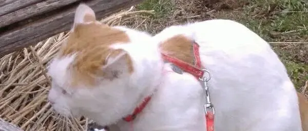 12月4日晚21:30，Chez toi仿马海毛银<em>葱</em>针织，微<em>信</em>urelaine666，不定时上新，卖完即删