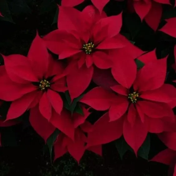 圣诞红：墨西哥城圣诞购花指南