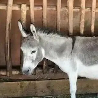 吉尔吉斯计划扩大对华出口市场 ：多项牲畜拟获准进入中国