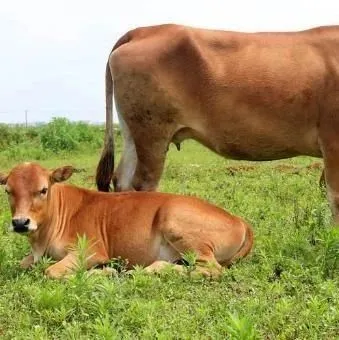 牛羊常见寄生虫虫谱（附图）