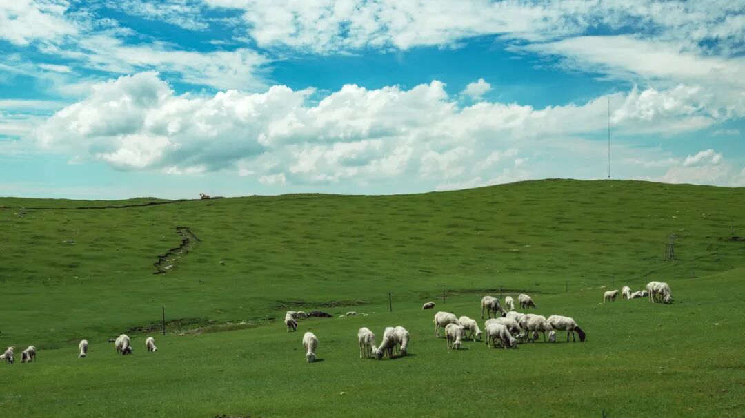 摄图网_507732871_内蒙古希拉穆仁草原夏季风光(企业商用).jpg