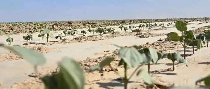 哈萨克斯坦将在图尔克斯坦州建设中亚最大棉花全产业链集群