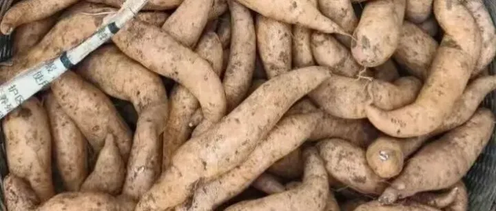 挖到寶了！把荷白皮紅薯香甜粉糯，包郵囤貨幸福感拉滿！