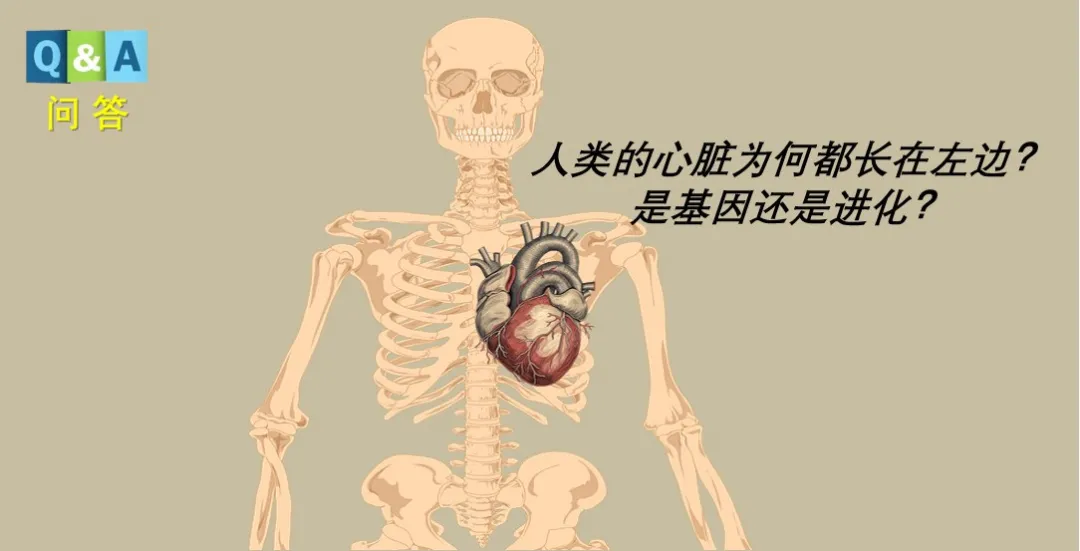 为什么我们的心脏都长在左侧？ | No.465