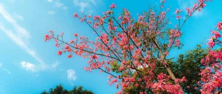 太美了！东莞多地被限定款“粉色花海”包围！