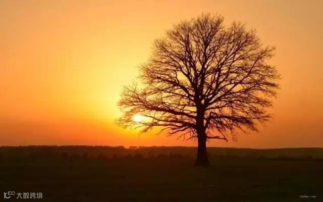 深度好文:《大树之恩》,很多人看哭了,建议收入课本