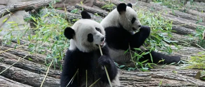 “想要大熊猫，也想要合作共赢”