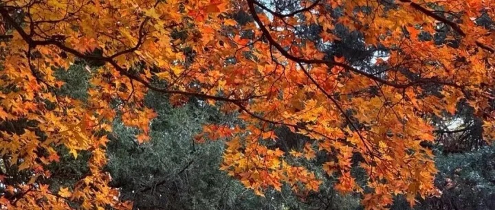 多模态文档智能解析模型进展-英伟达开源NVIDIA-Nemotron-Parse-v1.1