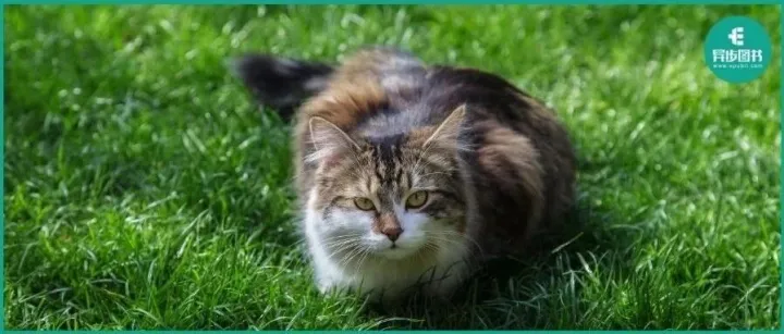 AI新晋顶流！MCP！第一本给程序员看的MCP入门实战书！