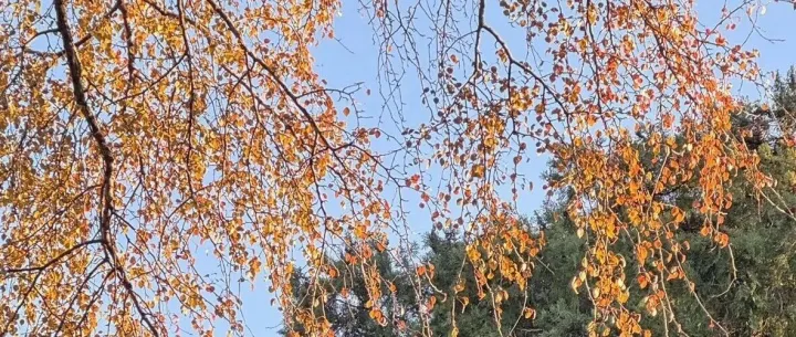 文档智能解析方案总结进展更新（含ocr-pipline、layout+VLM+纯多模态端到端解析）