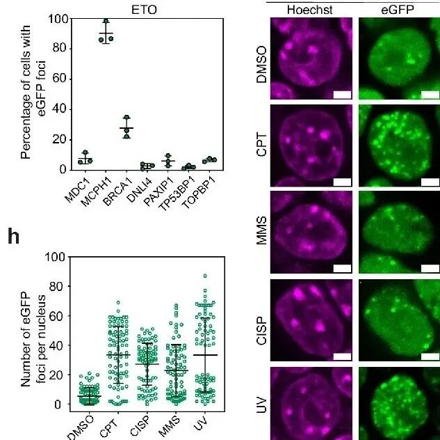 全新荧光生物传感器，实时监测DNA损伤及修复