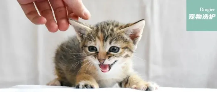 宠物经济扩容，开始打响“专业人才之战”？