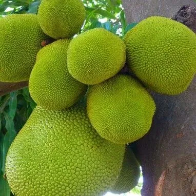 物流报关 || 越南菠萝蜜进口注意事项