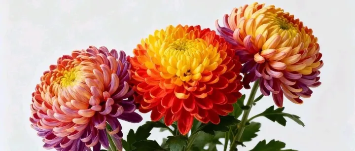 受欢迎的 AI 家电品牌及发展趋势