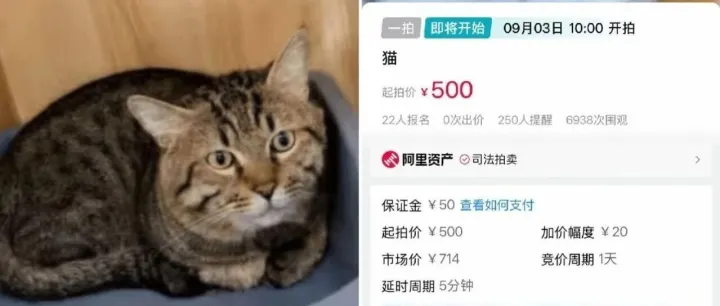 Court Put a Cat on Auction to Cover <em>Owner</em>'s Debts