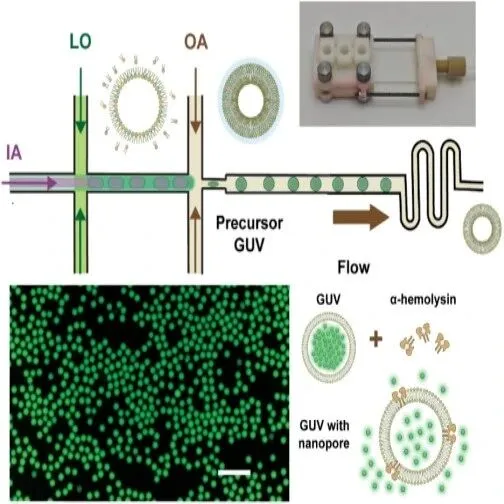 基于相分离调控和微流控平台，实现人工细胞构建及体内应用