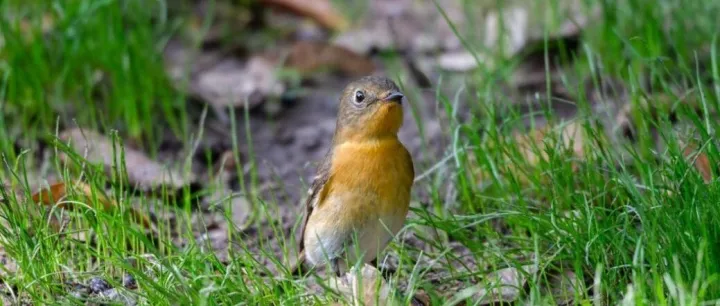 新手的第一次约会：当闵行公园变成精灵剧场 | 观鸟回顾