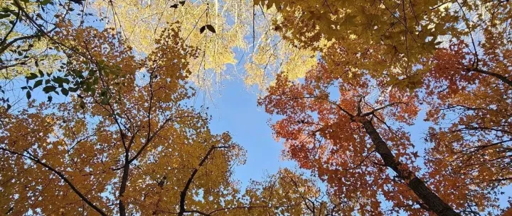 英伟达开源多模态视觉语言模型-Nemotron Nano V2 VL模型架构、训练方法、训练数据