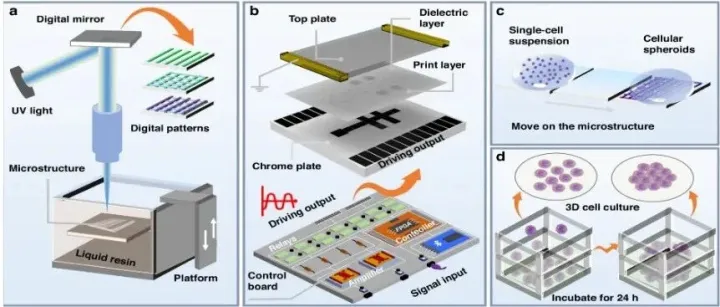 集成3D微结构的数字微流控平台，开启先进3D细胞培养新范式