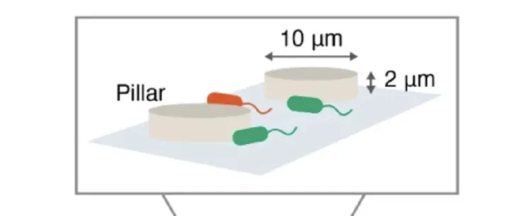 微流控技术破解土壤微观密码，为农业微生物调控提供新工具