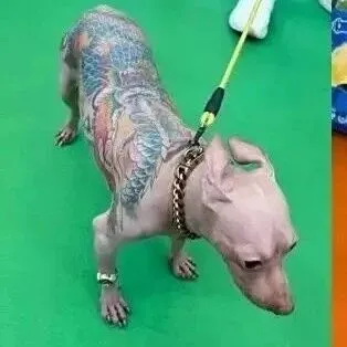 <em>Owner</em> Brings Tattooed Dog to Pet Fair Shocking Audience