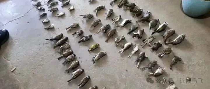 全年举报38处窝点，推动立案40次｜伙伴年报