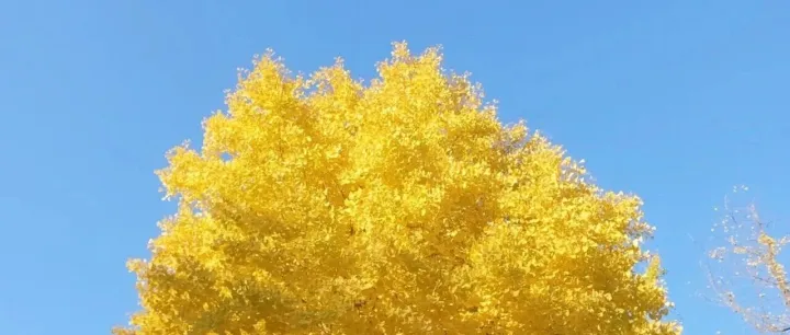 多模态文档智能解析-MonkeyOCR v1.5框架、数据构造及特点