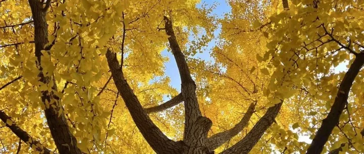 多模态文档解析模型HunyuanOCR-1B效果测试及翻车问题总结