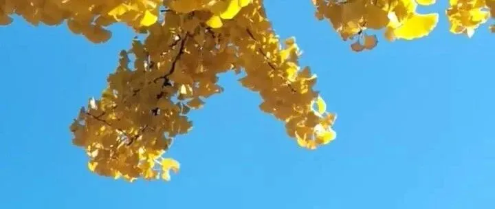 Qwen3-VL技术报告：模型结构、训练方法浅尝