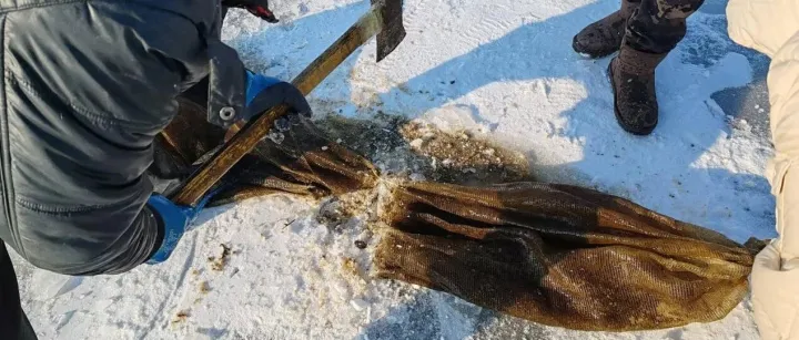 他们凿开厚厚的冰层，只为救它们的命 | 行动播报