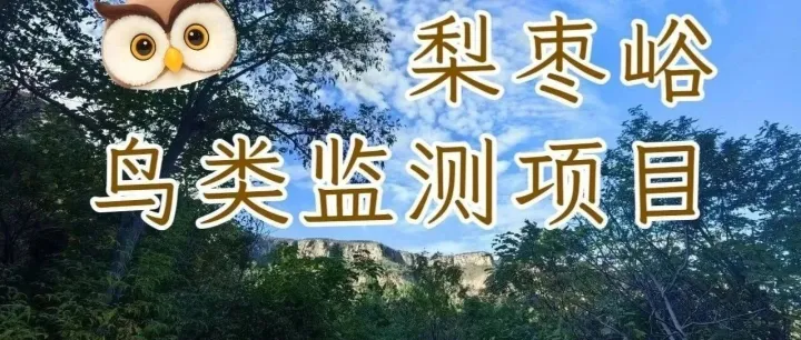 金雕保护地鸟类监测三季度成果 | 济南长清梨枣峪