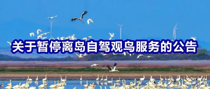 关于暂停离岛自驾观鸟服务的公告