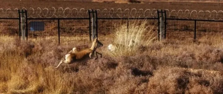 制订路线、专人护送，啥“ 咖位”回个家这么有面儿？