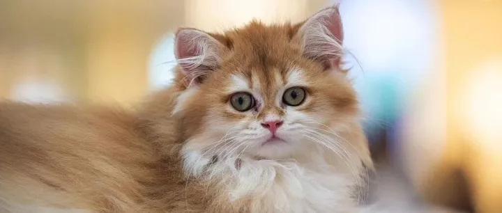 日文朗读 | 00后养宠人数约2000万 宠物经济岗位大涨30%