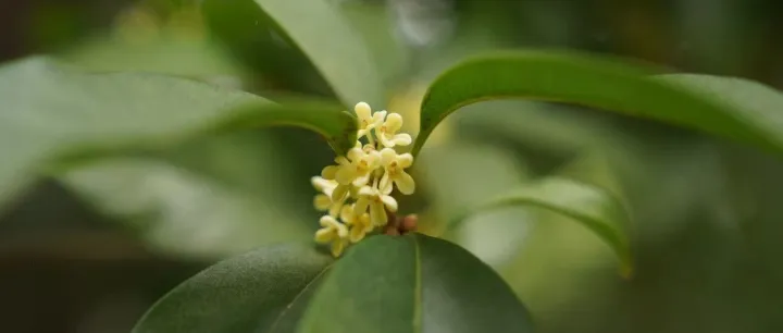 漫步人民公园，解锁植物的生存密码与美学语言