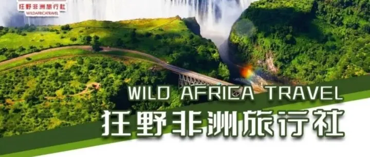 狂野非洲旅行社：25年专业护航，野性非洲深度探秘之旅