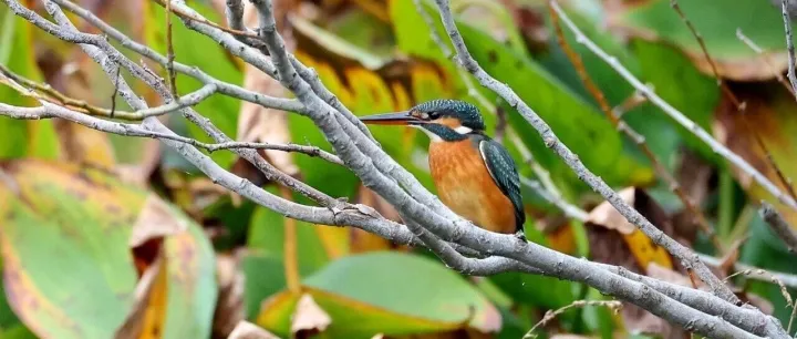上海招募 | 寻访水源地边的林间秘境-冬季版（多图回顾）