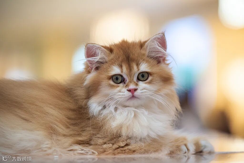 資料写真（画像著作権はCFP視覚中国所有のため転載禁止）