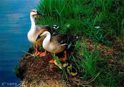 编辑区添加图片模板,点击图片区域可以更换图片。