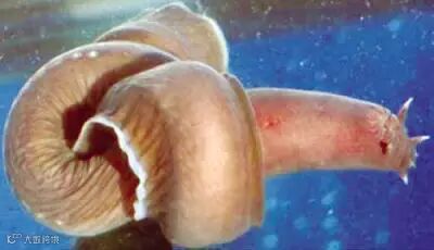 点击查看源网页