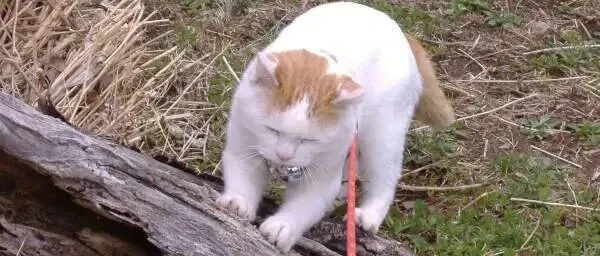 12月6日晚21:30，Little Sunny Bite，微信urelaine666，不定时上新，卖完即删