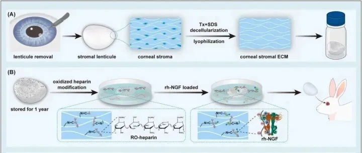 中科院1区Top丨全飞秒™透镜创新应用！复旦周行涛、赵婧团队研发功能化SMILE透镜细胞外基质支架用于角膜组织再生