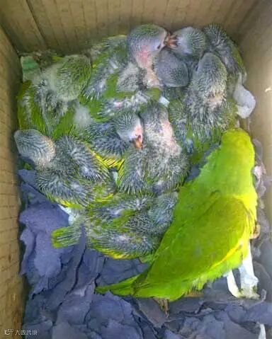 Chicks and an adult kept in a cardboard box at an open air market. Unlike many other parrot markets, the Los Pozos market sees more adults trafficked than chicks. Photo courtesy of Mauricio Herrera.
