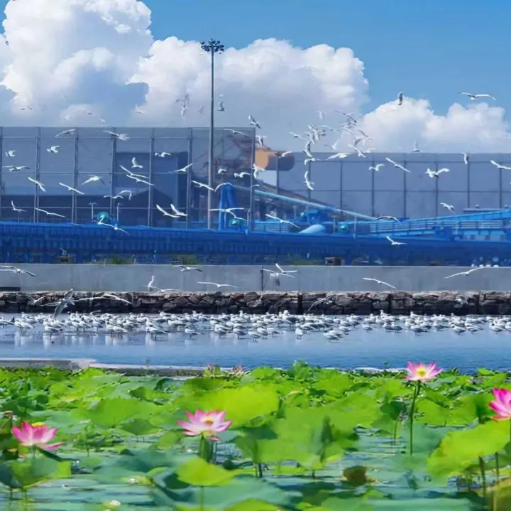 秦皇岛港东港区：为打造世界一流绿色干散货港口注入强劲动能