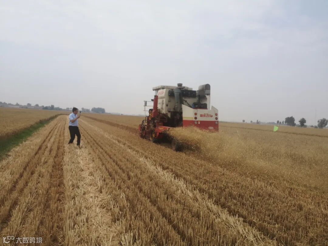 6月16日德州市邮政分公司邮政工作人员携农肥厂家、农技专家到陵城区糜镇前李寺村邮政示范田进行现场直播—现场收割测产 (4).jpg