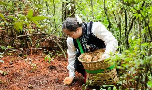 採集したキノコと記念写真を撮る女性（写真提供・南華県融合メディアセンター）。