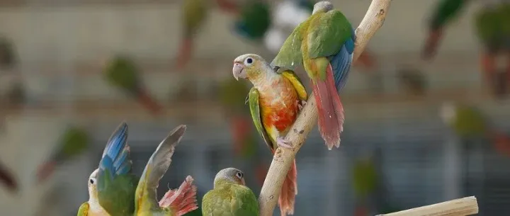 「小鳥ブーム」で<em>飼</em>育拠点に注文殺到