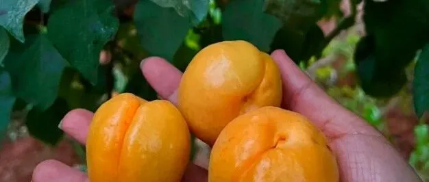 爷爷爷奶奶辈儿教我10招怎么挑瓜果：