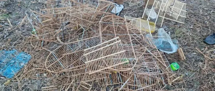 解救16只白腰朱顶雀，回家了！ | 巡护日常